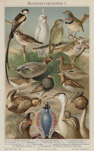 Bruidskleed van vogels