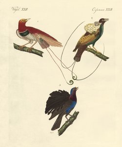 Paradijsvogels door German School