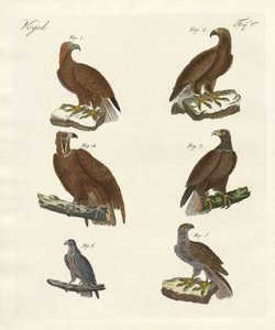 Roofvogels