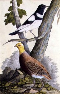 Zwartkeel lijster (Turdus ruficollis) en patrijs (Perdix perdix), ca. 1740 door German School