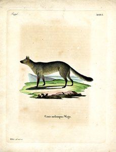 Zwartgerugde Jakhals