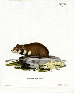 Zwartbuikhamster