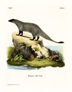 Zwartvoetmangoest