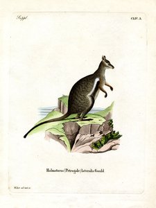 Zwartvoet Rots-wallaby door German School