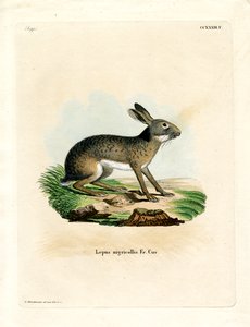 Zwartnekkige haas