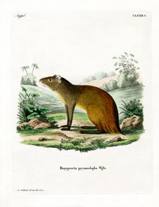 Zwartkruin Agouti