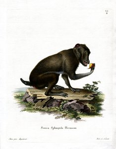 Zwarte Baviaan