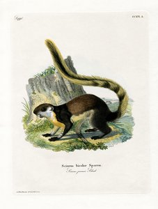 Zwarte Reuze Eekhoorn