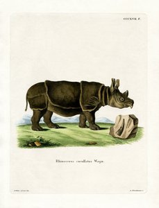 Zwarte neushoorn door German School