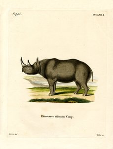 Zwarte neushoorn door German School