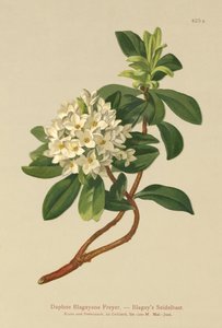 Blagays Daphne (Daphne Blagayana Freyer) door German School