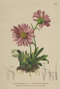 Blauwe Alpenmargriet