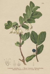 Blauwe Kamperfoelie