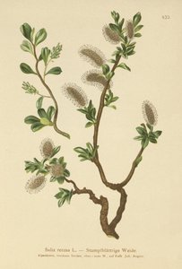 Stompbladige Wilg (Salix retusa)