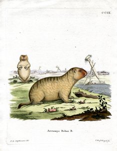 Bobakmarmot door German School