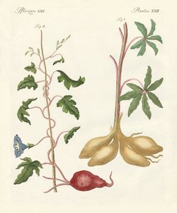 Broodplanten