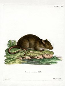Bruine Rat door German School