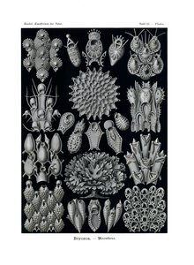 Bryozoa door German School