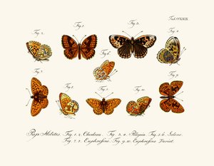Vlinders