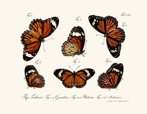Vlinders