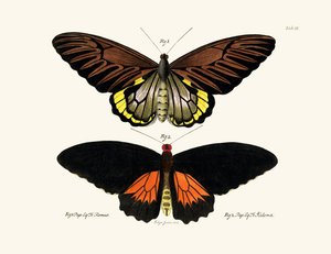 Vlinders