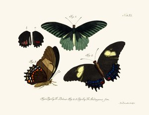 Vlinders