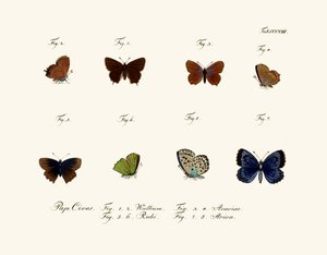 Vlinders, 1783-1806