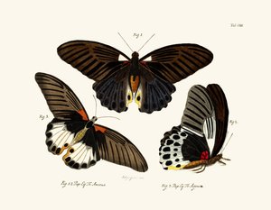 Vlinders, 1783-1806