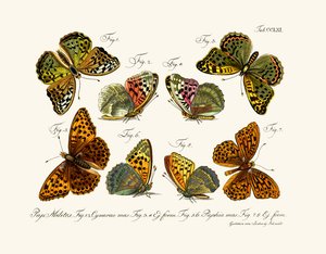 Vlinders, 1783-1806