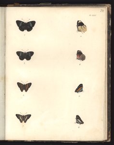 Vlinders, Pl. XXIV, illustratie uit Recueil d