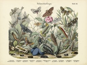 Vlinders, ca. 1860