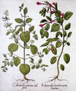 Kalmoes, uit Hortus Eystettensis, door Basil Besler, gepubliceerd 1613 door German School