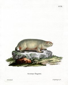 Canadese Marmot door German School