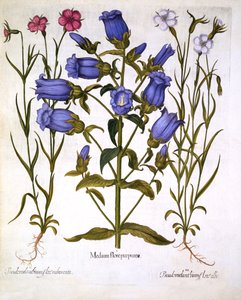 Mariëtteklokjes en Korenbloemen, uit Hortus Eystettensis, door Basil Besler, 1613 door German School