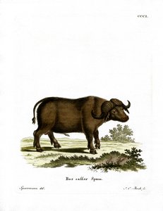 Kaapse buffel