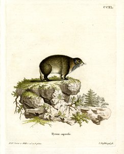 Kaapse klipdas