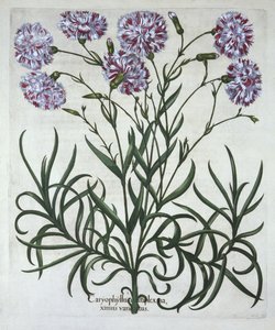Anjer, uit Hortus Eystettensis, door Basil Besler, gepubliceerd 1613