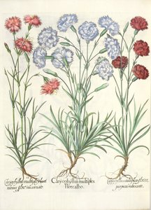 Anjers: 1.Caryophyllus multiplex flore albo; 2.Caryophyllus multiplex laciniosus flore incarnato; 3.Caryophyllus multiplex flore purpureo rubescente, uit de Hortus Eystettensis door Basil Besler