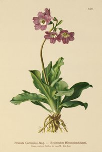 Karniolische Sleutelbloem (Primula Carniolica)