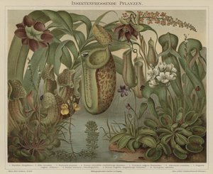 Vleesetende planten door German School
