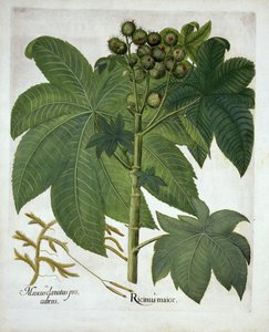 Wonderboom, uit Hortus Eystettensis, door Basil Besler, 1613