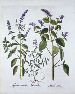 Kattekruid en Kattenkruid, uit Hortus Eystettensis, door Basil Besler, gepubliceerd 1613 door German School