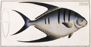 Chaetodon Glaucus, 1785-1788