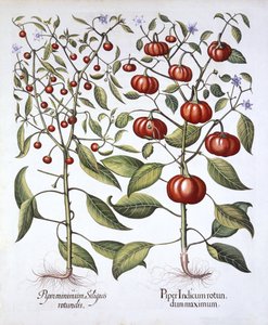 Chilipeper [Nachtschadefamilie], uit Hortus Eystettensis, door Basil Besler, 1613