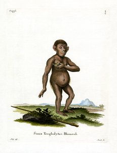 Chimpansee