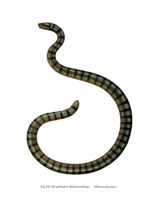 Chinese zeeslang