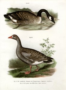 Chinese Gans, 1864 door German School