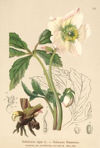 Kerstroos