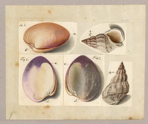 Venus Mercenaria Linnaei, Buccino glacioli Linnaei, 1785