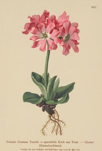 Clusiana Sleutelbloem (Primula Clusiana, Primula spectabilis) door German School